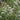 Eryngium yuccifolium - 2026