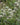 Eryngium yuccifolium - 2026
