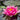 Escarboucle Water Lily - Pond Plants - VLW04