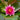 Escarboucle Water Lily - Pond Plants - VLW04