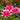 Escarboucle Water Lily - Pond Plants - VLW04
