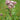 Eupatorium Cannabinum