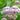 Eupatorium Cannabinum (Hemp agrimony or Dutch agrimony) - BP038 Packs