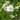 EupatoriumTemp