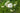 EupatoriumTemp