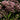 Eupatorium 'Phantom' - 2026