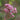 Eupatorium maculatum 'Baby Joe' - 2026