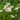 Eupatorium perfoliatum - 2026