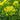 Euphorbia palustris (Marsh spurge) - Marginal Pond Plants - BPA038