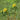 Euphorbia palustris (Marsh spurge) - Marginal Pond Plants - BPA038