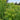 Euphorbia palustris (Marsh spurge) - Marginal Pond Plants - BPA038
