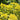 Euphorbia polychroma - 2026