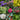 Evergreen Shrub Ready-Made Border