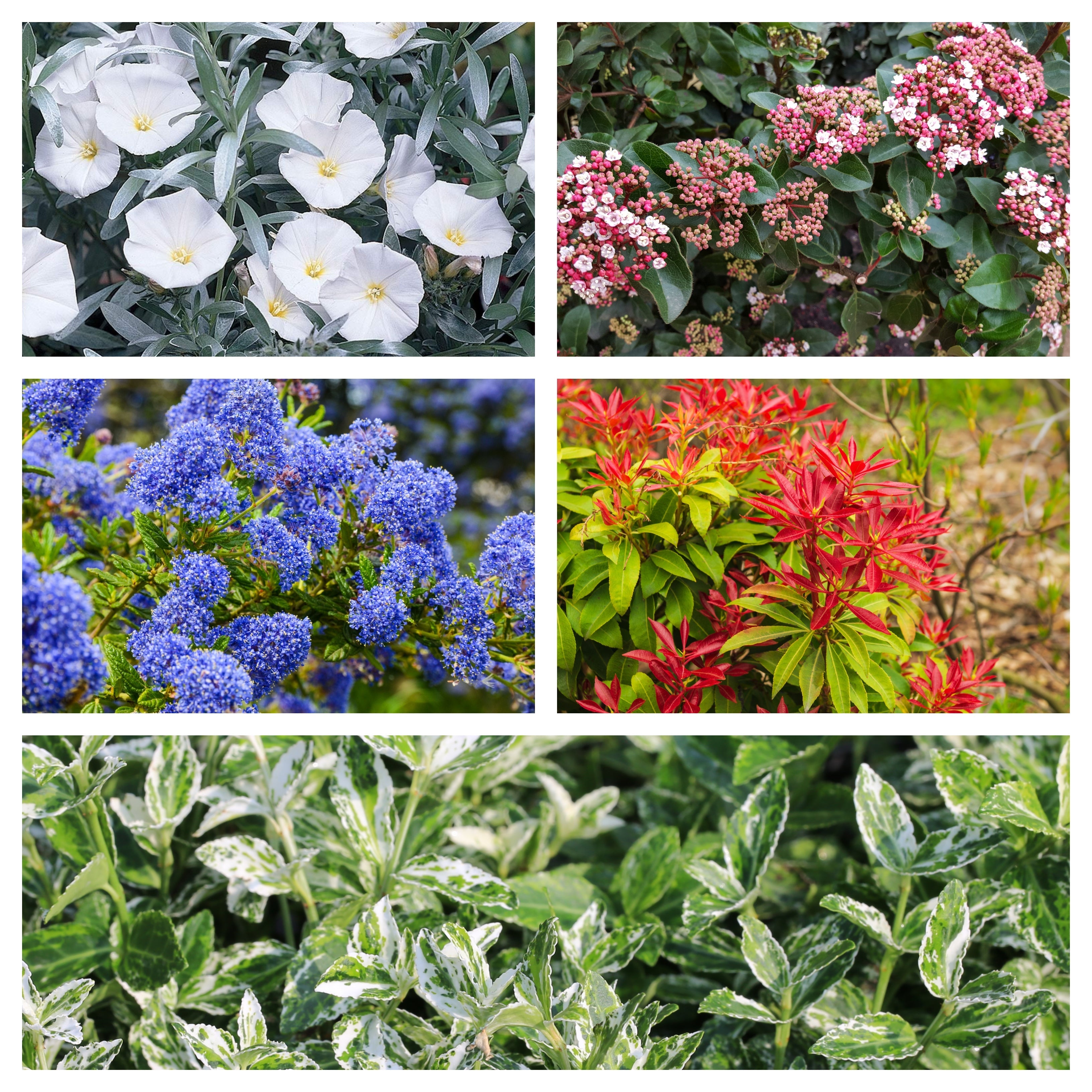Shrub Mix Module Hardy Evergreen Mixed Shrub Deal (5 x 9cm Pots) – Lincspplants