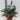 Potgrown Real Christmas Tree | Picea pungens 'Super Blue' | 50-60cm