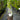 Bornholm Fig