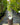 Bornholm Fig