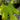 Bornholm Fig