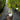 Bornholm Fig
