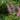 Filipendula rubra 'Venusta  Magnifica' - Marginal Pond Plants - BP039