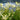 Filipendula Ulmaria - BP040 Packs
