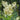 Filipendula Ulmaria - Marginal Pond Plants - BP040
