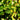 Filipendula ulmaria 'Variegata' - 2026