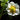 Fragaria 'Korona'