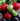 Fragaria 'Polka'