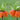 Fritillaria imp. 'Rubra Maxima'