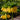 Fritillaria imp. 'Lutea' Bulb