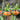 Fritillaria imp. 'William Rex' Bulb