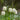 Fritillaria meleagris 'Alba' Bulb
