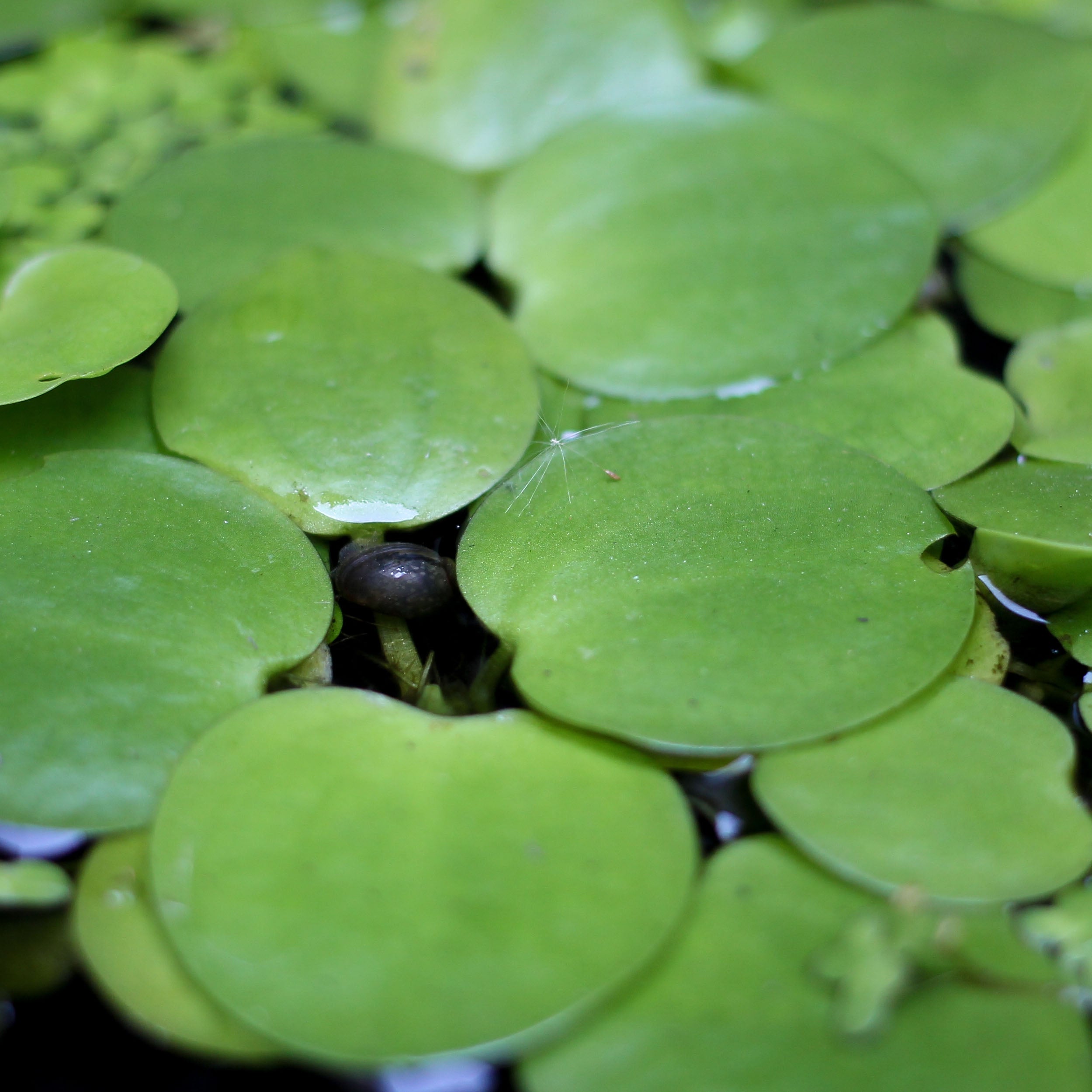 Frogbit (Hydrocharis morsus-ranae) - DF002 – Lincspplants