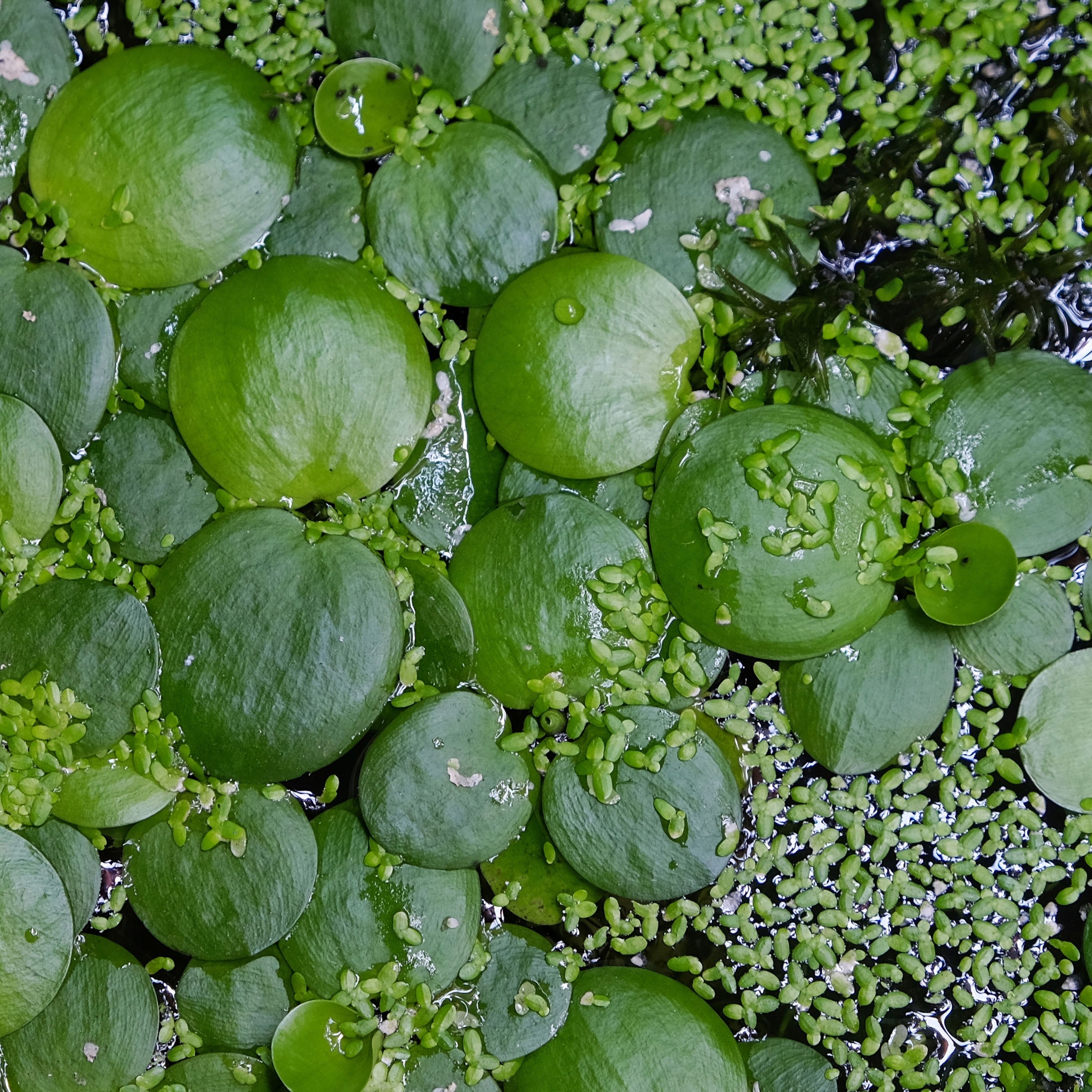Frogbit (Hydrocharis morsus-ranae) - DF002 – Lincspplants