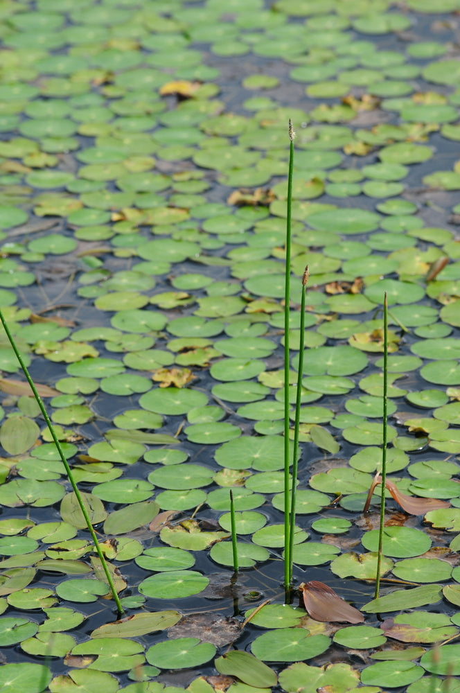 Frogbit (Hydrocharis morsus-ranae) - DF002 – Lincspplants