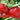 Strawberry | Fragaria vesca Alexandra 9cm Pot