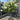 Hydrangea paniculata 'LimeLight’ Multistem Tree 12L-45L