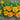 Gaillardia Aristata 'Arizona Apricot'
