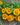 Gaillardia Aristata 'Arizona Apricot'