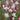 Gaura lindheimeri - 2026