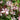 Gaura lindheimeri 'Siskiyou Pink' - 2026