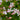 Gaura lindheimeri 'Whirling Butterflies' - 2026