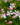 Gaura lindheimeri 'Whirling Butterflies' - 2026