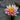 Nymphaea Georgia Peach - 2026