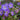 Geranium 'Azure Rush' - 2026