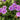 Geranium 'Birch Double' - 2026