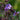 Geranium 'Black Beauty' - 2026