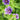 Geranium 'Blue Blood' - 2026