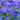 Geranium 'Blue Sunrise' - 2026